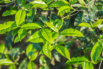 Fototapeta na wymiar Green tea bud and fresh leaves. Tea plantations at Moc chau district, Vietnam