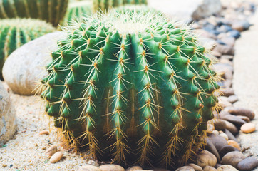 top view closeup cactus.