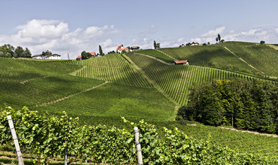 Weinberge in der Suedsteiermark