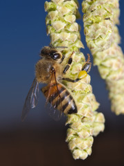 Honeybee looking for pollen on hazel tree flowers at the end of the winter season
