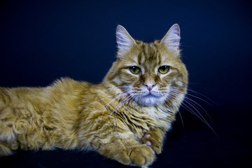 Cat Portrait