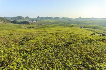 Green tea hills