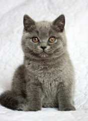 British blue short hair kitten on white background, indoor, portrait