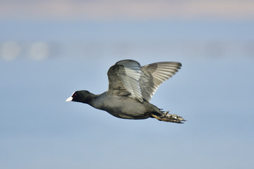 Blässhuhn im Flug