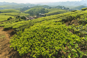 Hill green tea