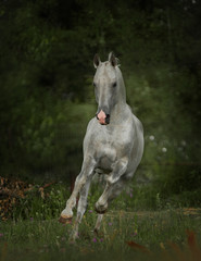 Obraz na płótnie Canvas silver grey free horse runs free
