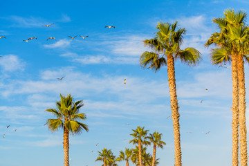 Obraz premium Palm trees and seagulls in San Diego