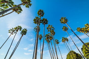 Fototapeta premium Palm trees in Mission bay