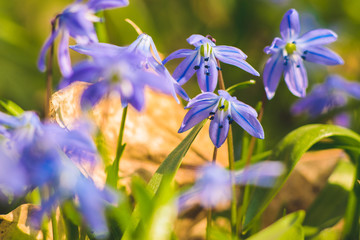 Scilla Siberian Blue spring flower. First spring wild flowers.
