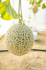 The melon in greenhouses