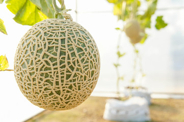 The melon in greenhouses