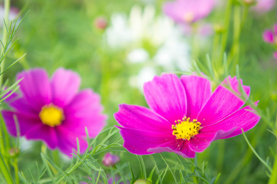 autumn, background, beautiful, beauty, bloom, blooming, blossom, botany, bright, closeup, color, colorful, cosmos, countryside, decorative, detail, environment, field, flora, floral, flower, fresh, ga