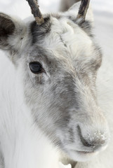 Head of young, one year old reindeer 