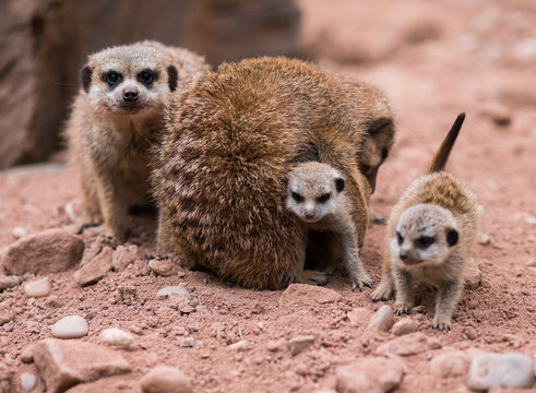 Erdm&auml;nnchen