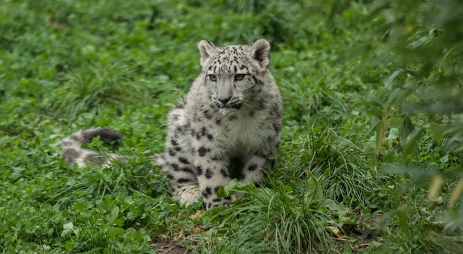 Schneeleopard