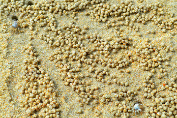 beige background against which the crab balls are made of sand
