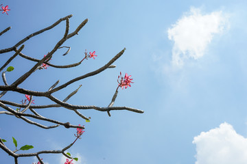 Bright blue sky with pink flower plants and clouds