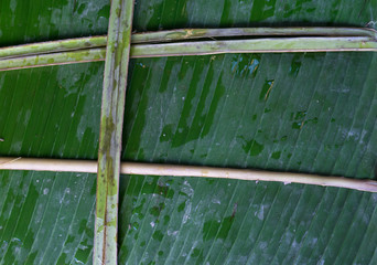 Banana leaf for sale at the market in Thailand