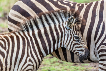 Fototapeta na wymiar Zebras on Casela Park - Mauritius