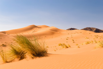 Sand dunes Ouzina, Shara desert, Morocco 