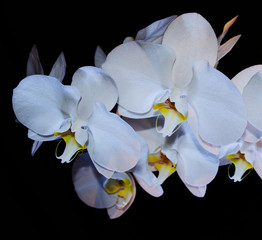 Blossoming beautifully branch of white phalaenopsis orchid flower with yellow center isolated on a black background close-up macro of an unusual perspective