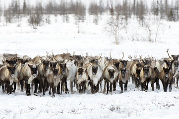Reindeers migrate for a best grazing in the tundra nearby of polar circle in a cold winter day