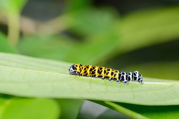 Caterpillar, beautiful worm on leaves with green background.