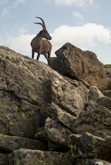  A goat on a mountain