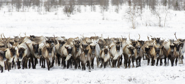 Reindeers migrate for a best grazing in the tundra nearby of polar circle in a cold winter day