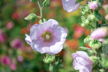 Beautiful pink flowers background nature.