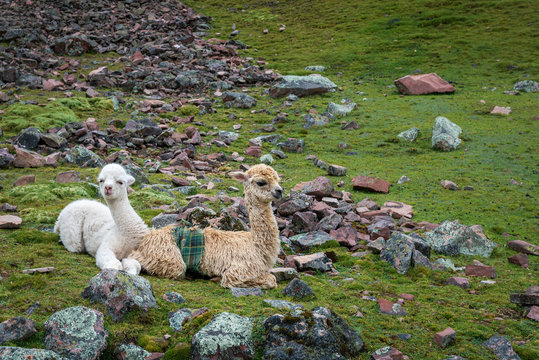Two baby alpaca resting on rocky slope on the Peruvian Andes