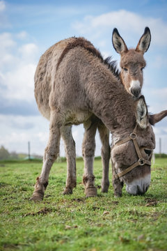 Eselmutter mit Fohlen auf einer Wiese