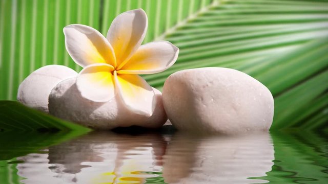 Seamless loop - Plumeria and zen white stone, water reflections, HD video