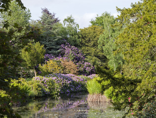 Springtime garden with flowering purple rhododendrons, yellow azalea on the edge of lake surrounded by variety of mature leafy and conifer trees - 138094490