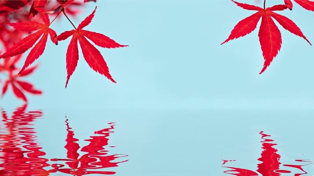 Seamlee loop - Red japanese maple leaves, water reflections, HD video