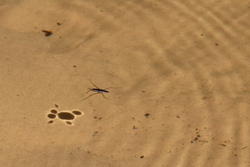 Insect in the water
