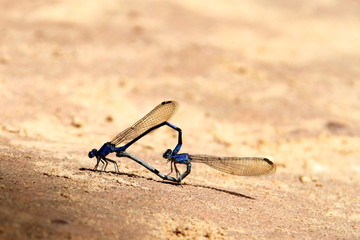 Dragon fly