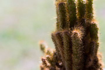 Cactus