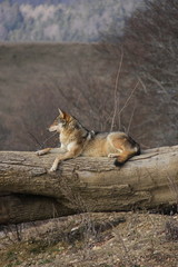 Sitting wolf in profile