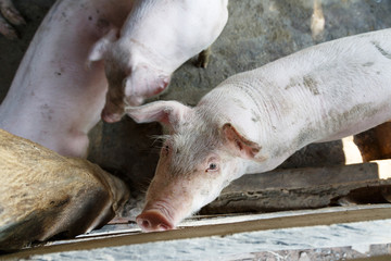 Pig farmer at countryside