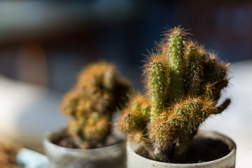 Cactus