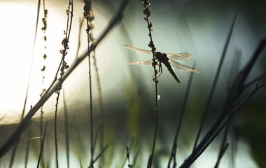 dragonfly resting in a biotope - obrazy, fototapety, plakaty
