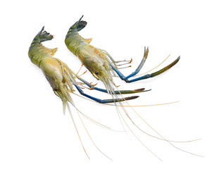 raw prawns,shrimps isolated on white background