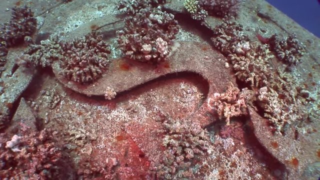 Corals on part of sunken ship Salem Express close up underwater in Red Sea. Extreme tourism on ocean floor in world of coral reefs, fish, sharks. Researchers of wildlife blue abyss. Deep diving.