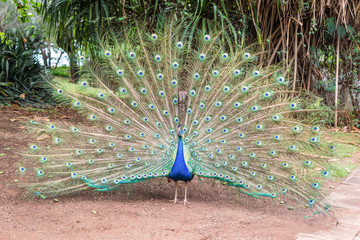 Obraz premium Male indian peacock (Pavo cristatus) with opened tail