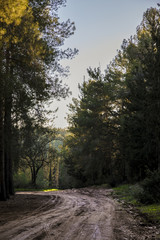 Wide dirt road with tyre traces in green forest with setting sun light