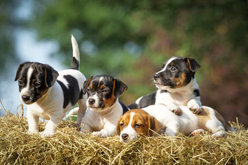 Vier niedliche Jack Russel Welpen auf einem Strohballen