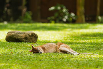 Fototapeta premium Relaxing wallaby. Natural background with sleeping kangaroo in sunny day. Singapore
