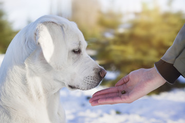 Junger süßer labrador retriever hund welpe bekommt beim training eine belohnung aus der hand