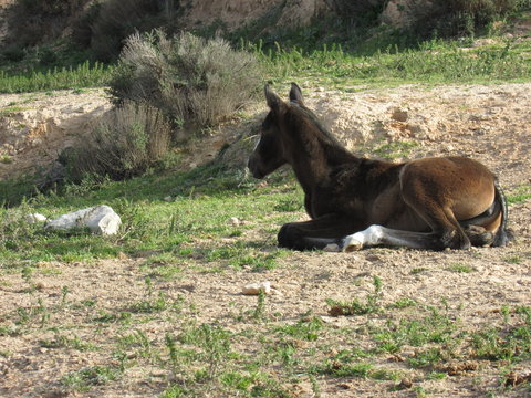 Caballos, potros y yeguas
